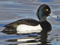 Tufted Duck